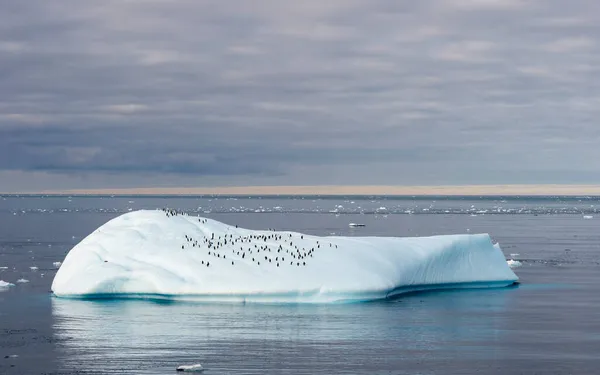 Sok pingvin a nagy jéghegyen az Antarktiszon — Stock Fotó