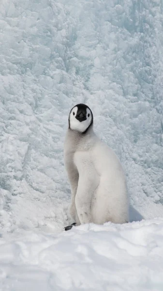 Pulcino pinguino imperatore sulla neve in Antartide — Foto Stock