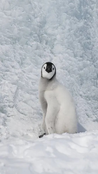 Keizer Pinguïn kuiken op sneeuw in Antarctica — Stockfoto