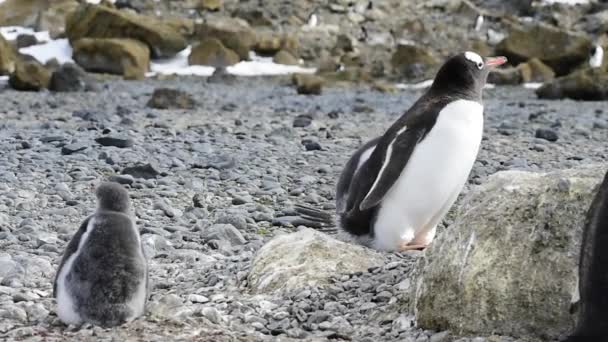 Gentoo penguenleri Antarktika içinde belgili tanımlık yuva üzerinde — Stok video