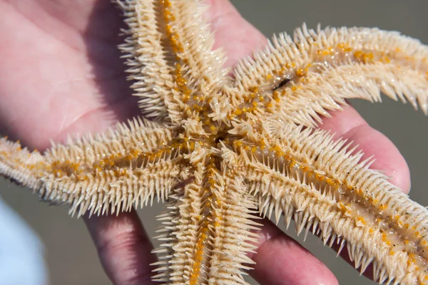 Пятнистая морская звезда — стоковое фото