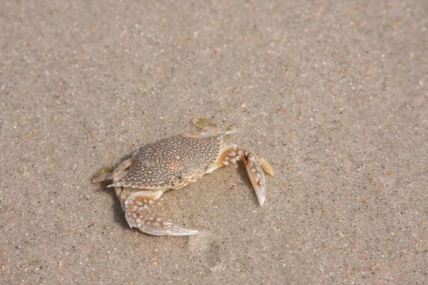 Zauważył plaży Krab — Zdjęcie stockowe