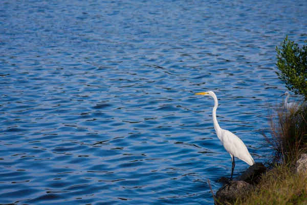 Garza blanca — Foto de Stock