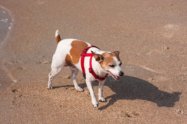 Cão na areia — Fotografia de Stock