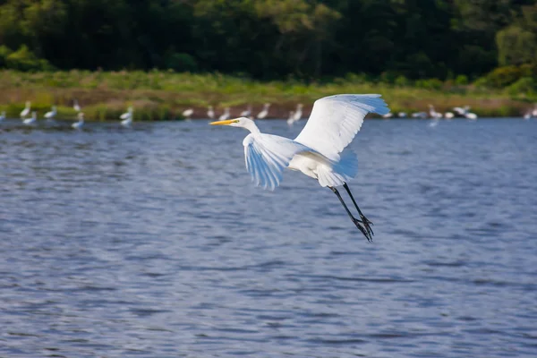 Vliegende witte zilverreiger — Stockfoto