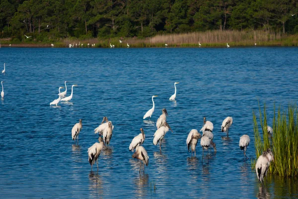 Santuário de aves — Fotografia de Stock