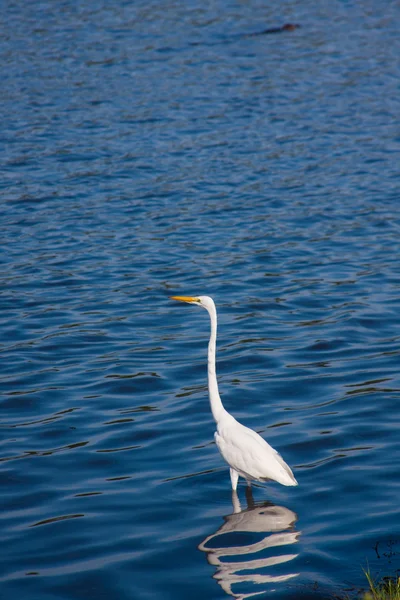 White Egret — Stock Photo, Image