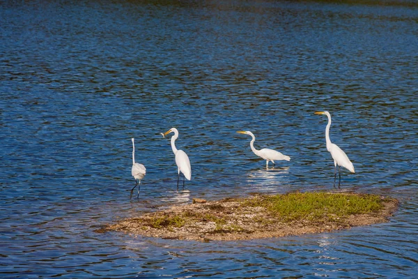 White Egret Island — Stock Photo, Image