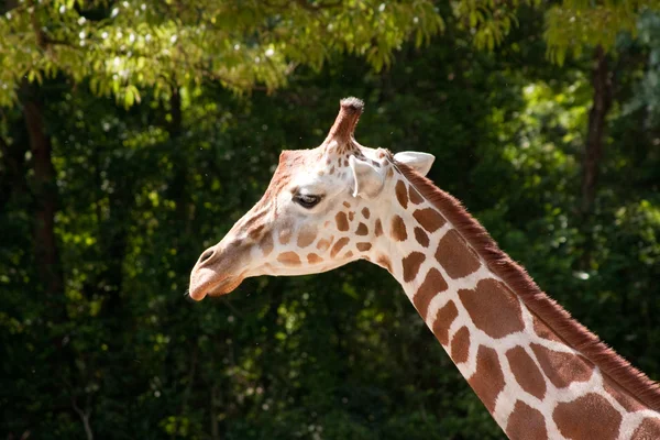 Langer Hals einer Giraffe — Stockfoto