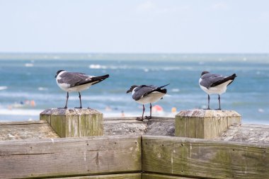 Üç gülen martılar