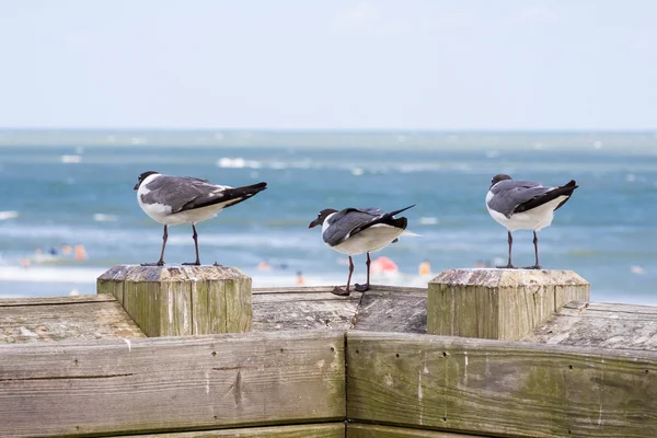 Tres gaviotas riendo — Foto de Stock