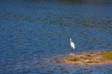 Beyaz ak balıkçıl