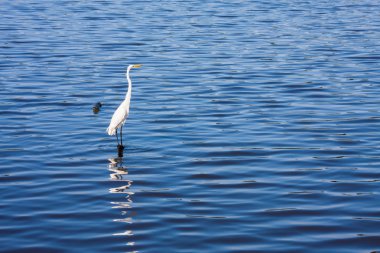 Beyaz ak balıkçıl