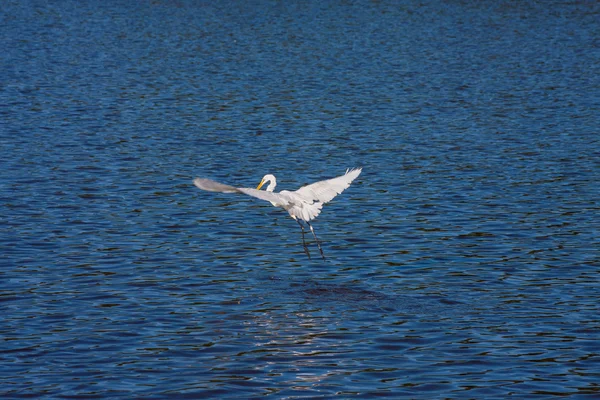 Flying White Egret — Stock Photo, Image