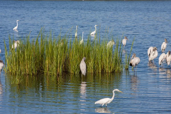 Santuário de aves — Fotografia de Stock