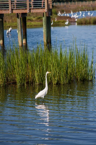 White Egret — Stock Photo, Image