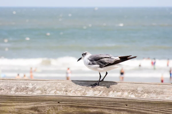 Laughing Gull — Stock Photo, Image