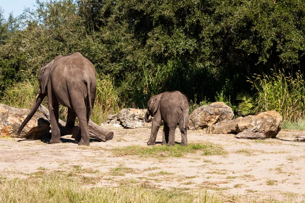 Mom And Baby Elephants In The Wild