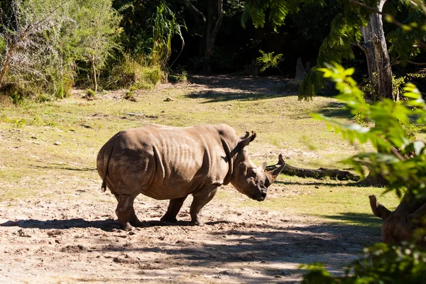 Wild White Rhinoceros — Stock Photo, Image
