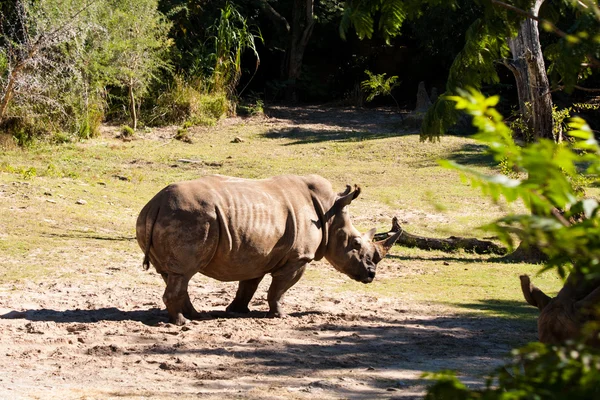 Breitmaulnashorn — Stockfoto