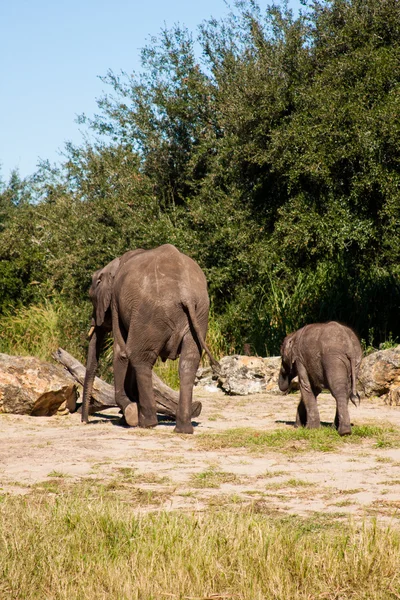 Luonnossa elävät norsut — kuvapankkivalokuva
