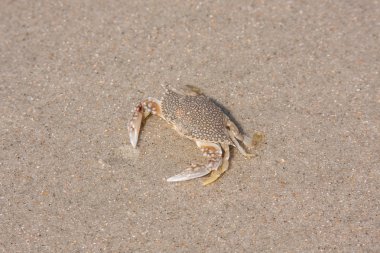 plaj Yengeç benekli