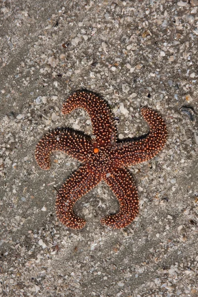 Estrella de mar — Foto de Stock