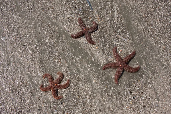 Tres estrellas de mar —  Fotos de Stock