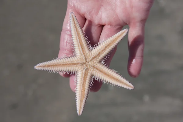 持有海星 — 图库照片