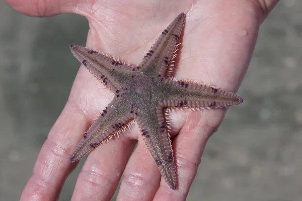 In possesso di una stella marina — Foto Stock