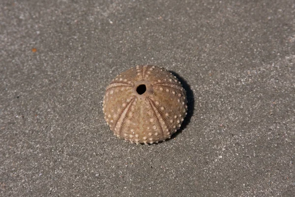 Dead Sea Urchin — Zdjęcie stockowe