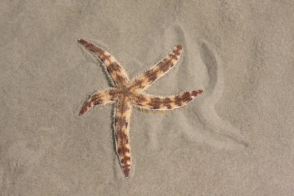 Peixe-estrela manchado — Fotografia de Stock