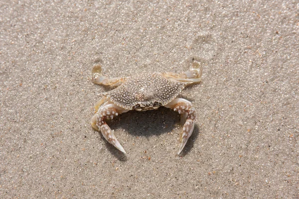 Gevlekte strand krab — Stockfoto