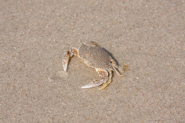 Spatřen krab na pláži — Stock fotografie