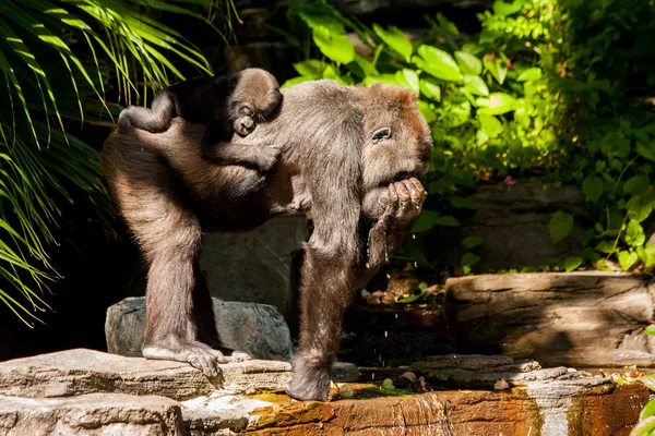 Gorila con bebé — Foto de Stock