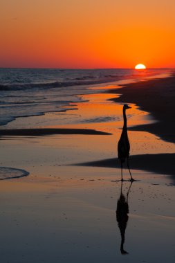 bir kuş ve yansıma siluet