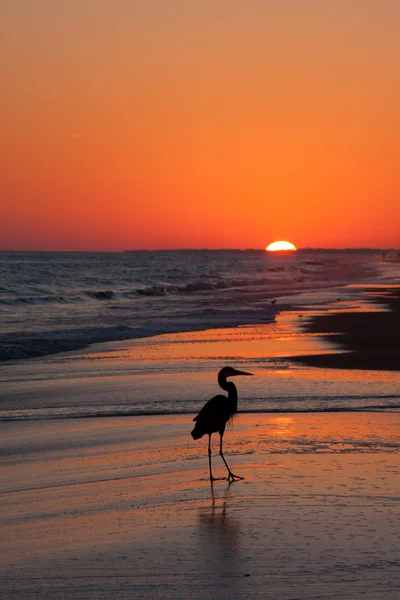 Bird Silhouette At Sunset — Stock Photo, Image