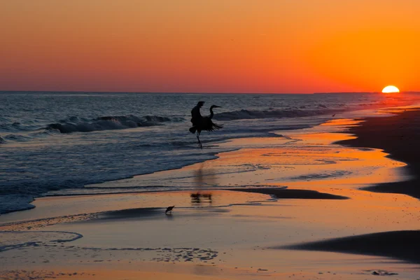 Silhouette Of A Bird Landing — Stock Photo, Image