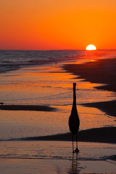 Silhouette Of A Bird At Sunset — Stock Photo, Image