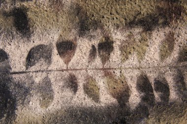kayanın üzerinde baskı yaprağı