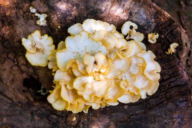 bir ağaç kütüğü mantarlar