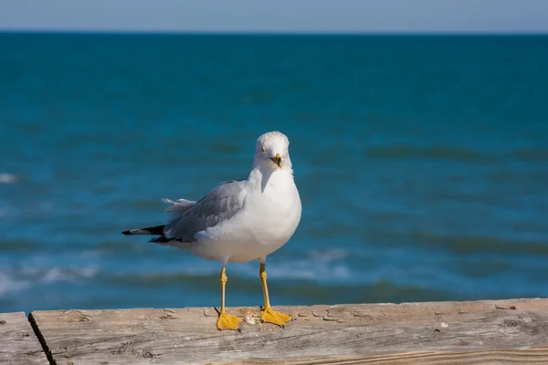 Seagull On The Pier — Stock Photo, Image