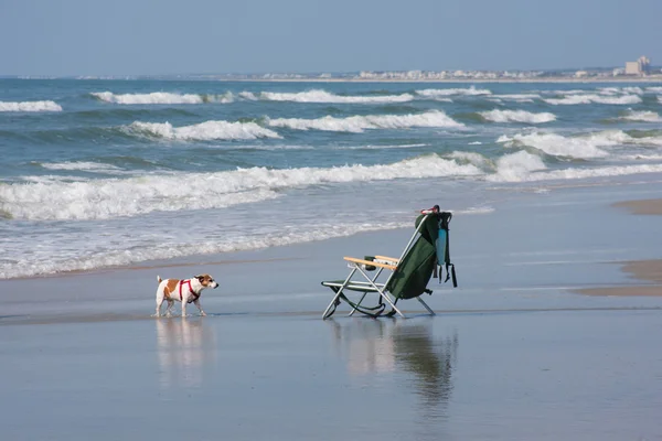 Hond op het strand — Stockfoto
