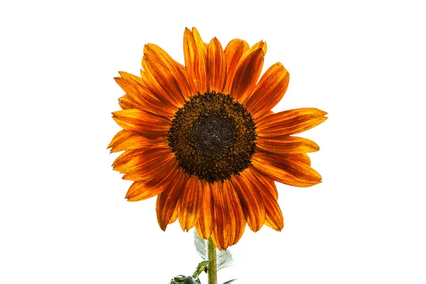 Bunte Sonnenblume — Stockfoto