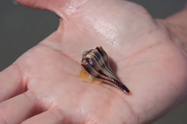 Holding A Whelk — Stock Photo, Image