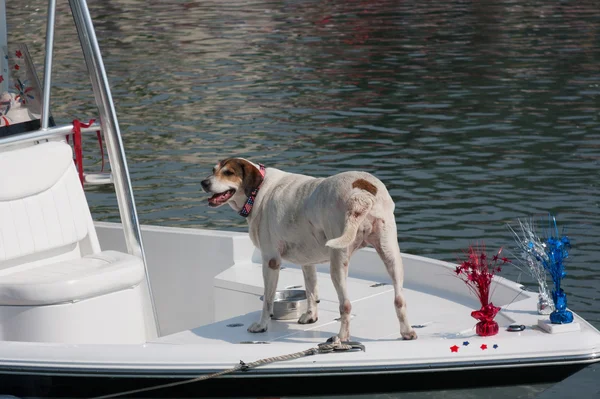 Cão velho em um barco — Fotografia de Stock
