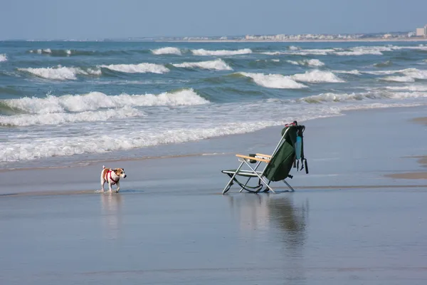 Perro en la playa — Foto de Stock