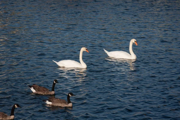 Swans And Geese — Stock Photo, Image