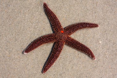 Fancy Red Starfish