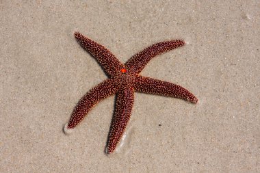 yaşayan bir kırmızı deniz yıldızı